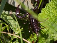 maudoc.com • more... •  IMG_9207.jpg   Euscorpius germanus(?) : scorpione