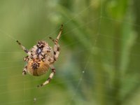 maudoc.com • more... •  IMG_9813.jpg   Araneus quadratus : Ragno