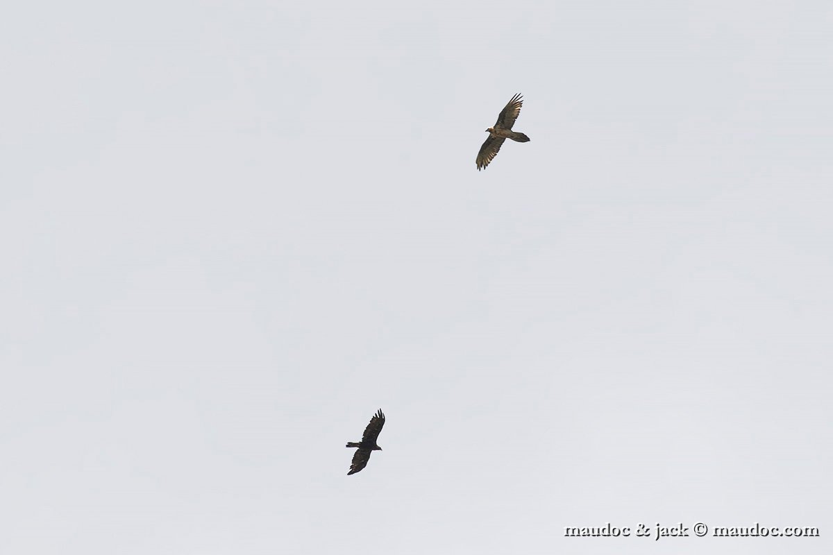 IMG_5047.jpg - with Lammergeier