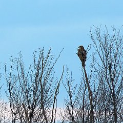 IMG_4160