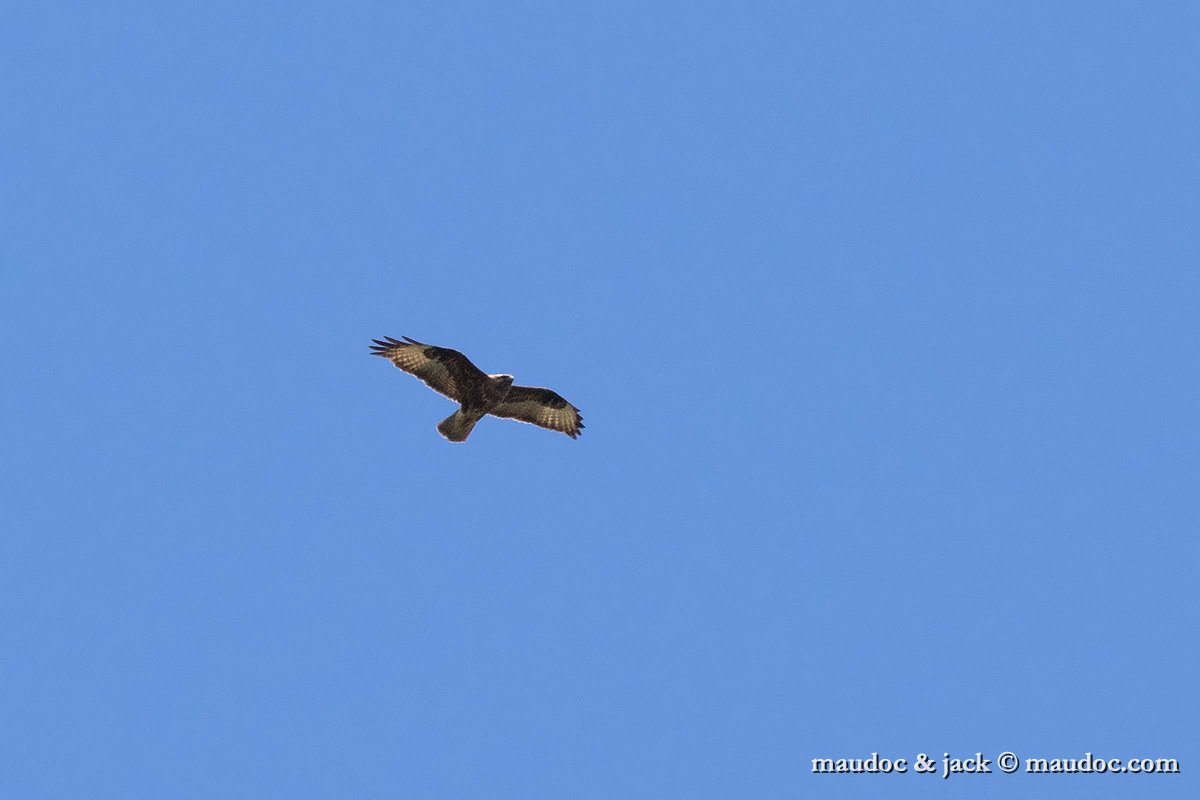IMG_2962.jpg - ssp. vulpinus