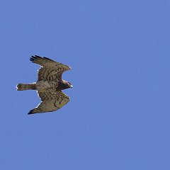 IMG_5110a
