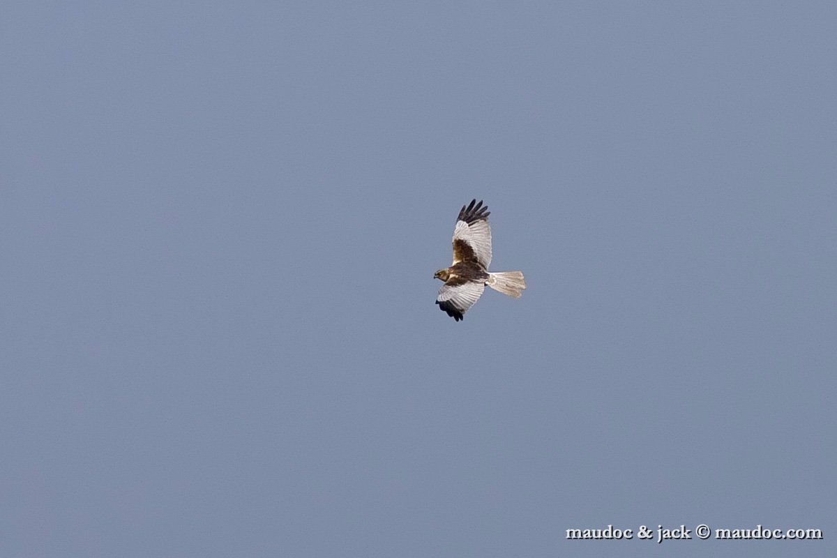 IMG_8593.jpg