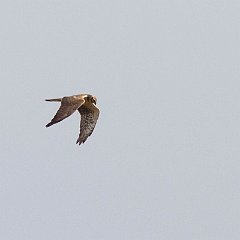 IMG_9806