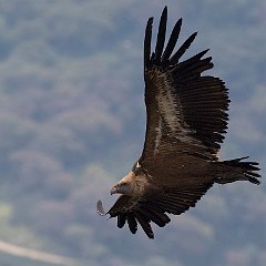 IMG_0531