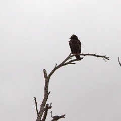 IMG_9522