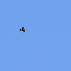 IMG_2867