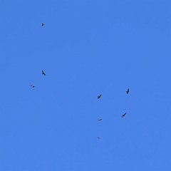 IMG_9225