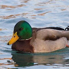 IMG_0037
