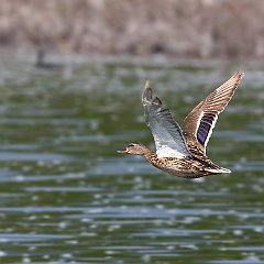 IMG_6037
