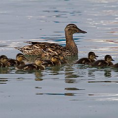 IMG_7896