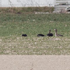 IMG_7419