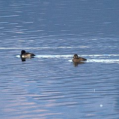 IMG_2635