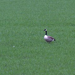 IMG_8522