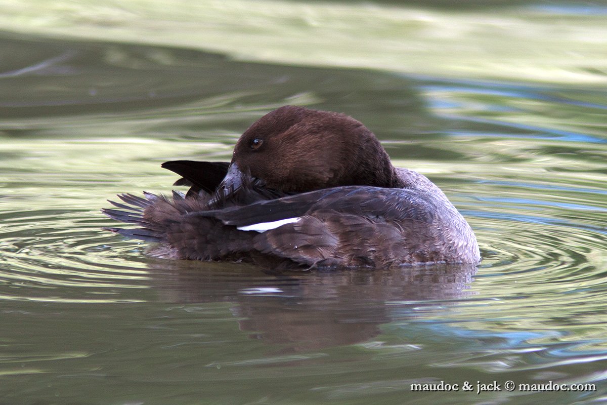 IMG_5403.jpg - juvenile