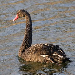 IMG_7784