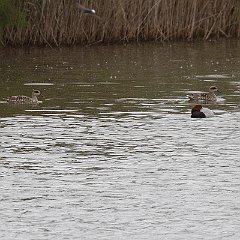 IMG_1186