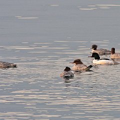IMG_5964