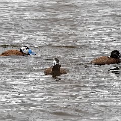IMG_1230