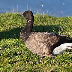 Branta_bernicla