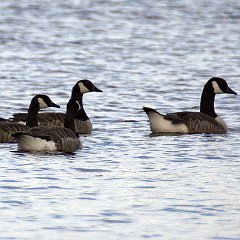 Branta_canadensis