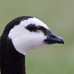 Branta_leucopsis