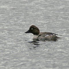 Bucephala_clangula