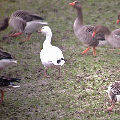 Chen_caerulescens