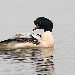 Mergus_merganser