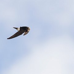 IMG_0899