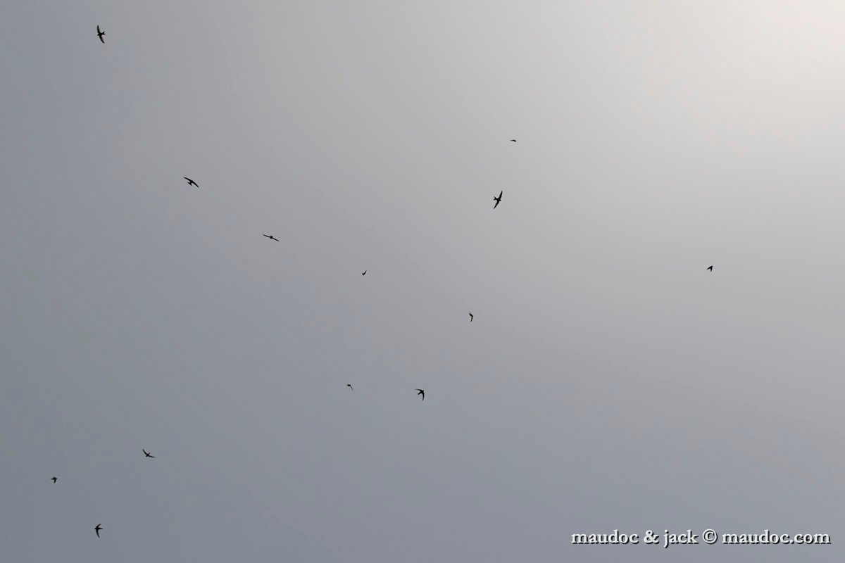 IMG_6535.jpg
