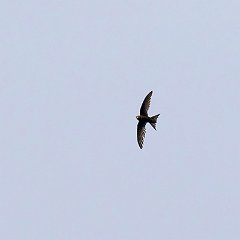 IMG_6601