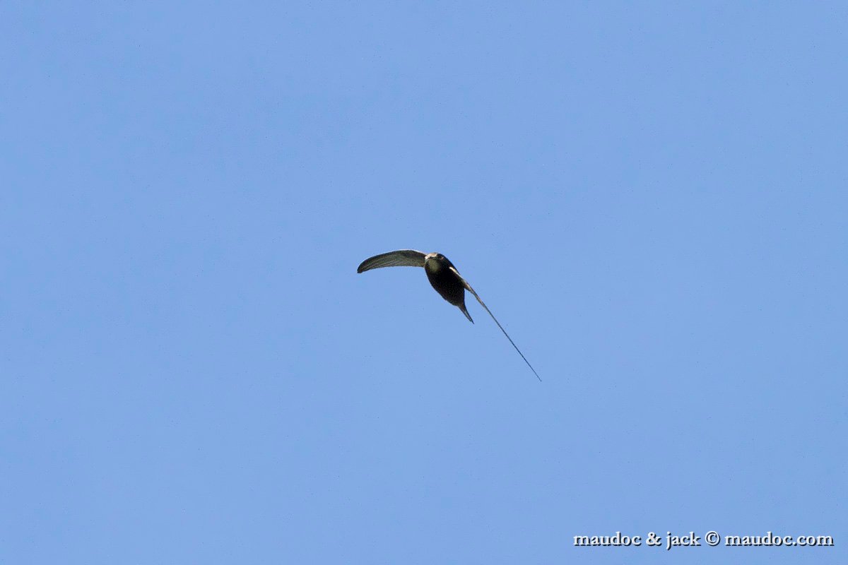IMG_5264.jpg