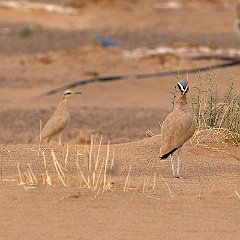 IMG_9235