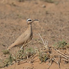 IMG_9994