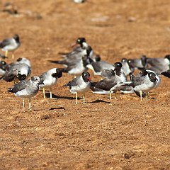 IMG_1243