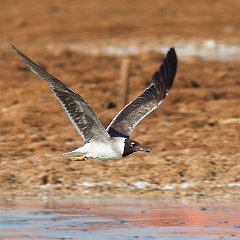 IMG_1256