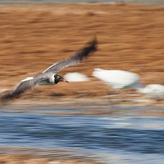 IMG_1308