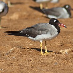 IMG_1316