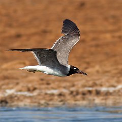 IMG_1352a