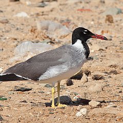 IMG_5378