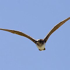 IMG_5438