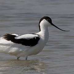 Recurvirostra_avosetta