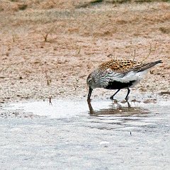 Calidris_alpina