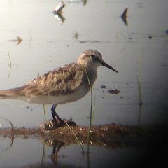 Calidris_bairdii