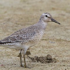 Calidris_canutus