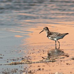 Calidris_falcinellus