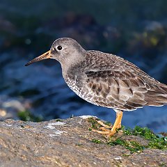 Calidris_maritima