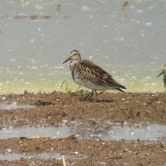 Calidris_melanotos