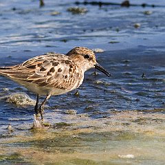 Calidris_minuta